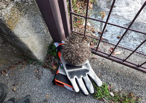 Igel Gerettet Monatsrevue