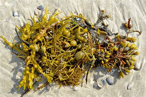 Rockweed Ascophyllum Nodosum Bladder Wrack Fucus Editorial Stock Photo