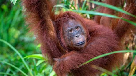 Viral Video Orangutan Kalimantan Berhadapan Dengan Buldoser Yang