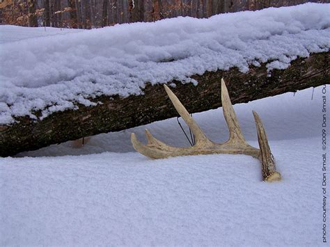 Shed Antler On Snow Whitetail Bucks Shed Their Antlers Eve Flickr