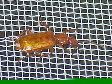 Helluomorphoides BugGuide Net