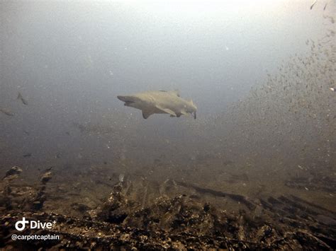 Some More Friends In North Carolina Rsharks