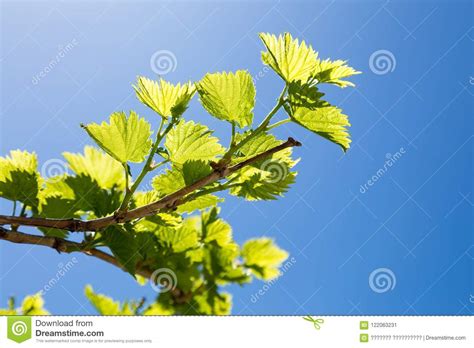 Ramas De La Uva Con Las Hojas Jovenes Del Verde Imagen De Archivo