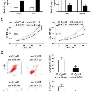 CCAT1 Knockdown Inhibits NSCLC Cell Growth In Vivo A Downregulation