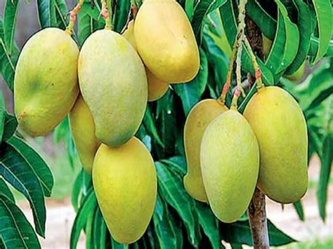 Types Of Mangoes You Must Try This Summer