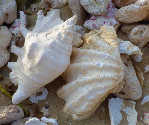 Gro E Meeresschnecke Und Muschel Rohanou Strand Foto S Hopp Strand