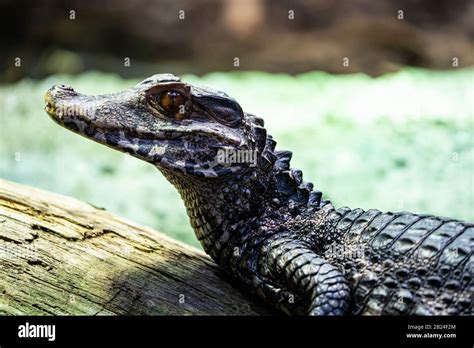 Cuviers Dwarf Caiman Paleosuchus Palpebrosus Parc Zoologique De