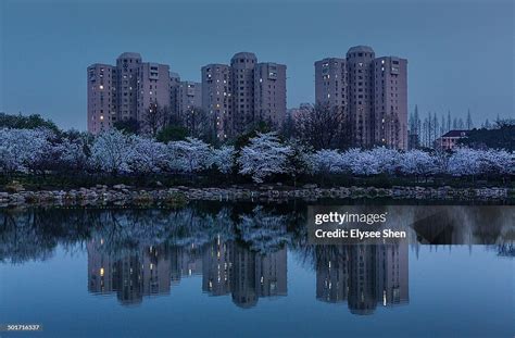 Shanghai Cherry Blossoms In Spring High-Res Stock Photo - Getty Images