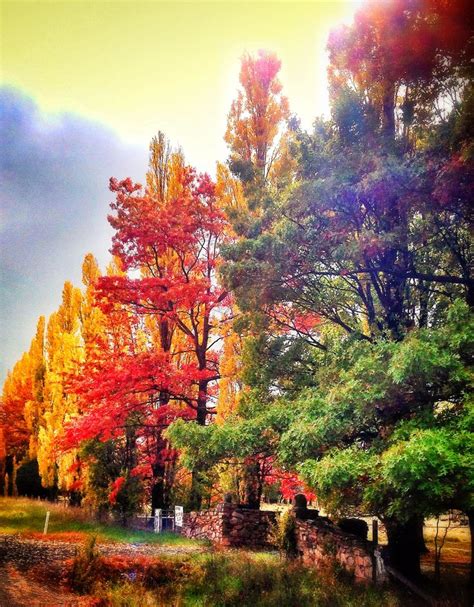 Autumn Leaves In The New England Nsw 2014 ©peggy Gilchrist Lbsmusic