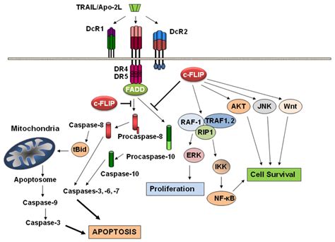 Cancers Free Full Text Targeting The Anti Apoptotic Protein C Flip