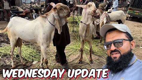 Wednesday Update Makhi China Bakre Rajanpuri Bakers Youtube