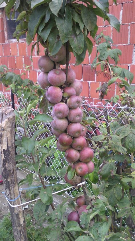 Stubasta Jabuka Iz Na Eg Rasadnika Kalem Konjuh Fruit Plants