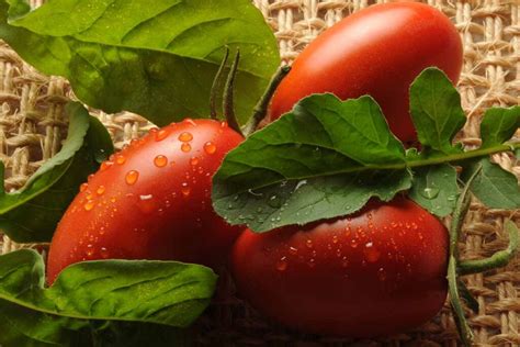 Tips For Growing San Marzano Tomatoes Gardeners Path