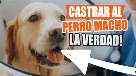 Castrar A Tu Perro Macho Y Lo Que Debes Saber Youtube