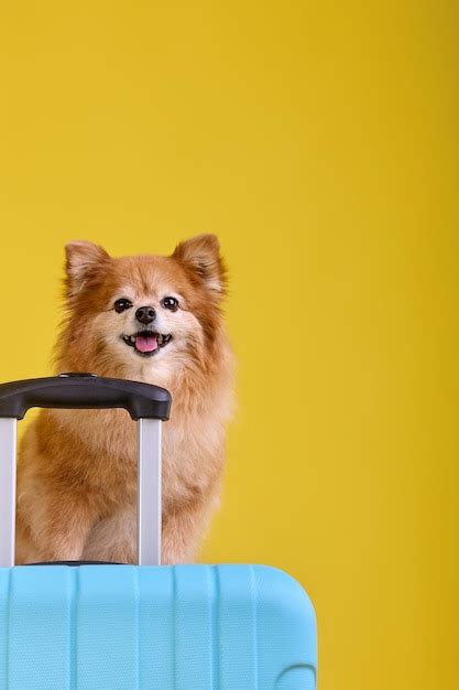 Premium Photo Little Red Fluffy Dog Traveler Sitting On A Big Blue