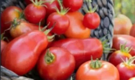 Il Ne Faut Pas Mettre Ses Tomates Au Frigo La Science Vous Explique