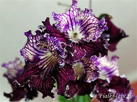 Skrętnik streptocarpus Dem Джин Żnin OLX pl