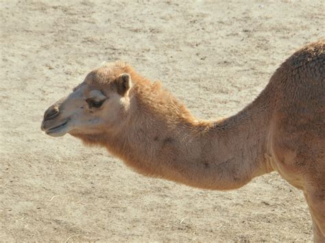 The Online Zoo - Dromedary Camel