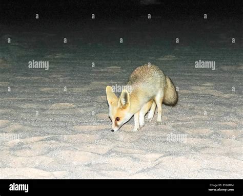 Night Portrait Of Fennec Fox In White Desert Near Farafra Egypt Stock