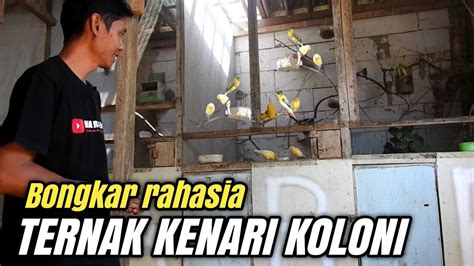 Tips JITU Cara Ternak KENARI Sistem KOLONI Hasilnya Bisa 2x Lipat