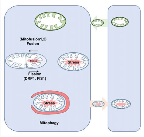 Schematic Diagram Of Mitochondrial Dynamics And Mitophagy Fusion Is Download Scientific