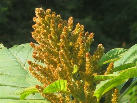 ‘golden Giant Amaranth