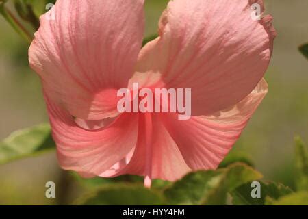 Tropical Pink Hibiscus Growing In Jamaica Stock Photo Alamy