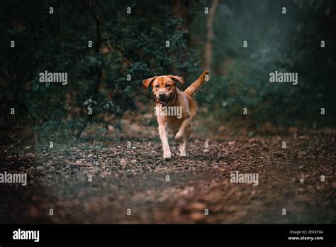 Golden Retriever Agility Hi Res Stock Photography And Images Alamy