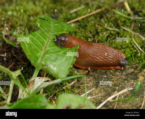 Slug Eating A Leaf Uk 2013 Stock Photo Alamy