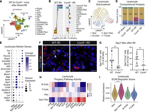 Platelet Instructed Spp Macrophages Drive Myofibroblast Activation In