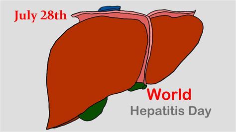 World Hepatitis Day 28 July History Significance Theme And Observation Samanyagyan