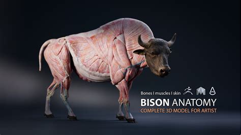 Nicolas Morel Bison 3d Anatomy Skin Muscles Bones 3d Model