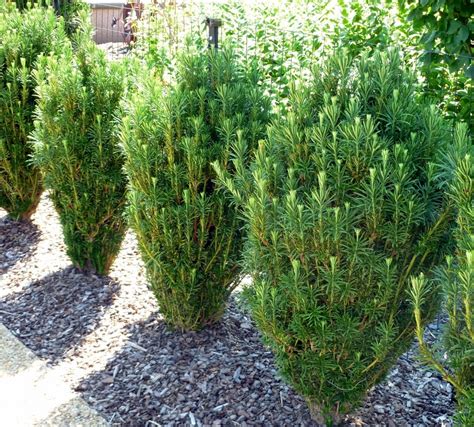 Cephalotaxus Harringtonia Fastigiata Japanese Plum Yew SiteOne