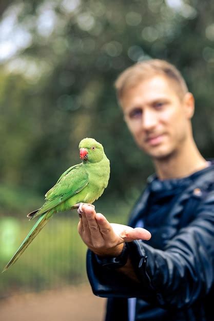 Premium Photo | Colorfull parrot eating nuts from human hand macaw bird ...