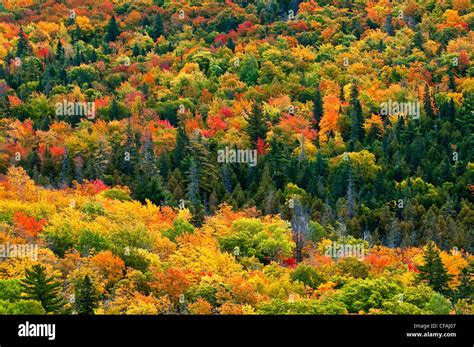 Fall colors near Copper Harbor, Upper Keweenaw Peninsula, Michigan ...