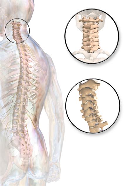 Cervical Spine Injuries: Lower Cervical Spine Injuries, OCF & more