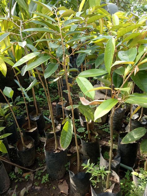 Durian Grafted Seedling Musang King Lunti Plant Nursery