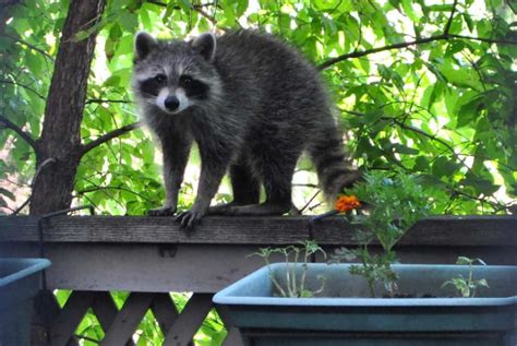 New York City Raccoon » Focusing on Wildlife