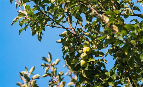 Download Apple Fruits With Leaves On Tree Wallpaper