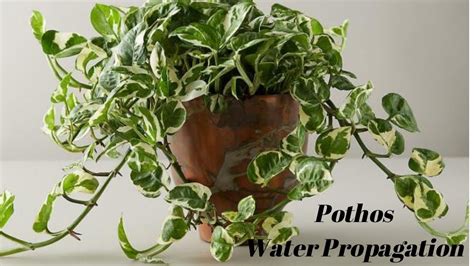 Money Plant Propagation From Leaf Cuttings In Water How To Grow