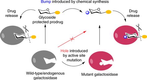 Targeted Delivery Of Nitric Oxide Via A Bump And Hole Based Enzyme