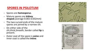 Psilotum Structure Morphology Anatomy Reproduction Life Cycle