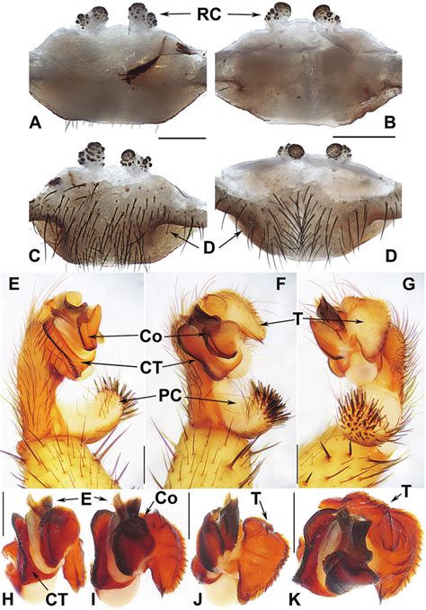 Male and female genital anatomy of Heptathela higoensis Haupt, 1983 A,... | Download Scientific ...