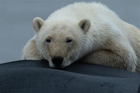 Polar Bear Laying Down Photograph By James Williams Fine Art America