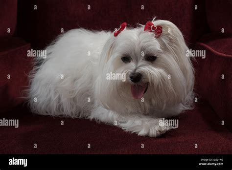 Maltese Dog with red bows resting Stock Photo - Alamy