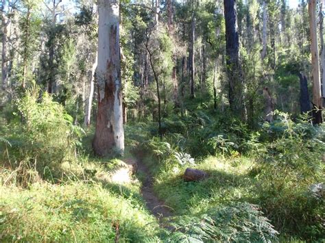 Perrys Lookdown To Blue Gum Forest Walking Track