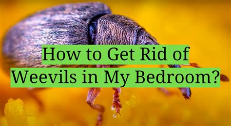 How To Get Rid Of Weevils A Complete Guide To Home Pest Control