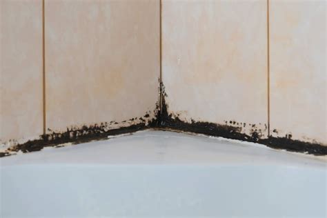 Is Black Mold In A Shower Dangerous Honor Services