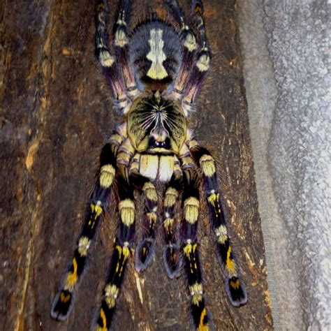 Poecilotheria Subfusca Arachnids Spiders Repellent Tarantula