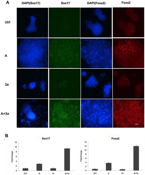 Wnt A Improves The Efficiency Of Activin A Induced De Differentiation